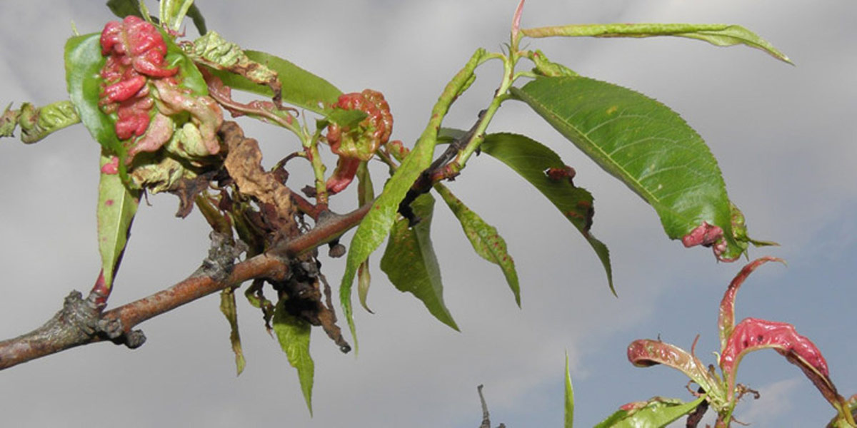 Malattie drupacee, ecco un alleato efficace